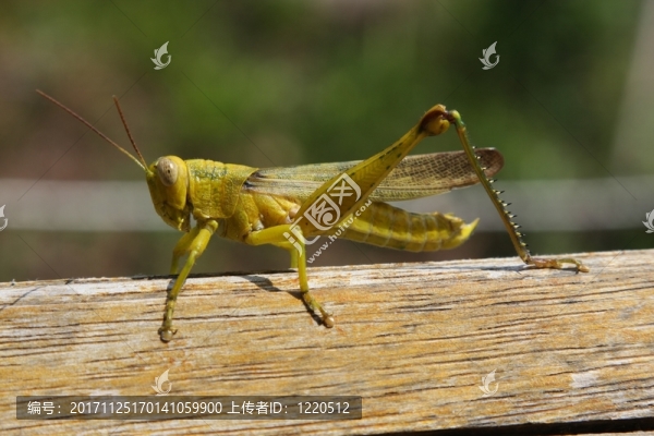在sulawesi的螞蚱