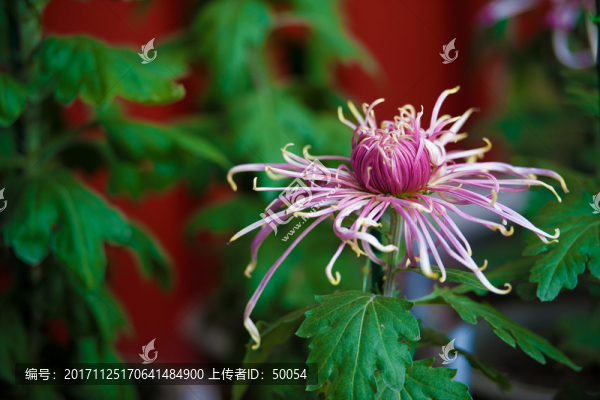 菊花