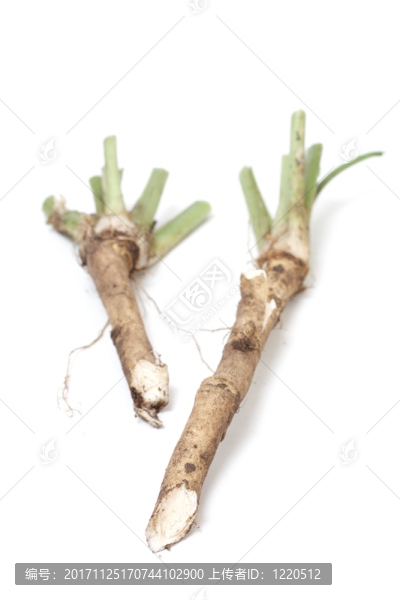 食物