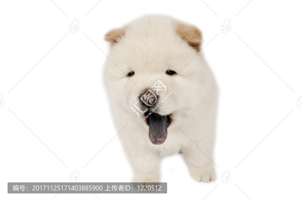 動(dòng)物
