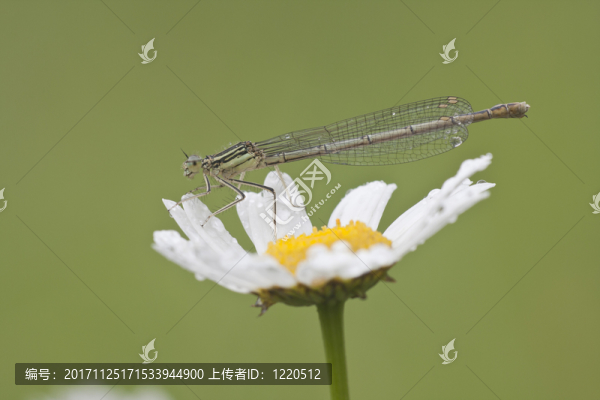 在margherite上的蜻蜓