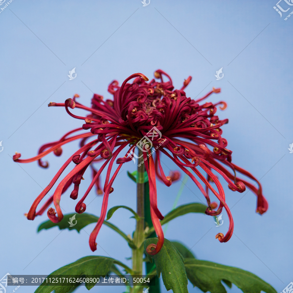 菊花,秋菊,菊花展,菊花特寫