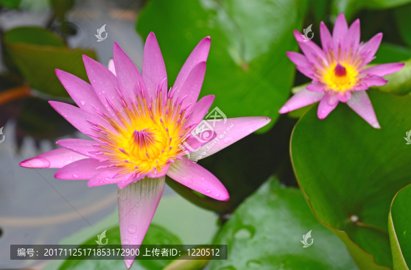 美麗的