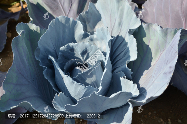 在菜地里的卷心菜