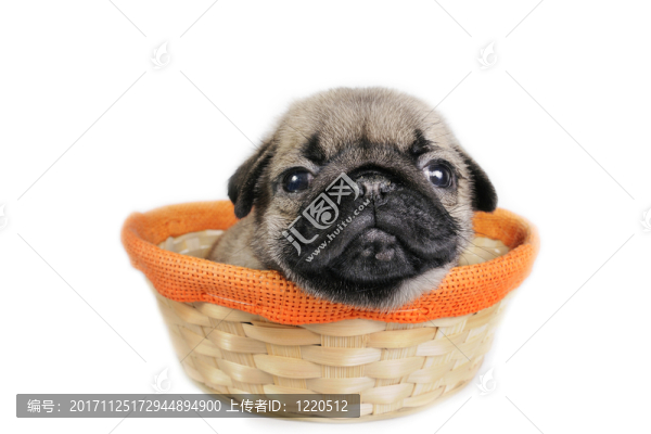 單一的
