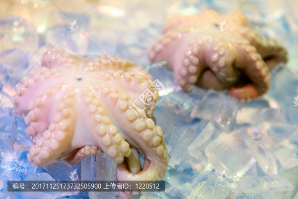 章魚