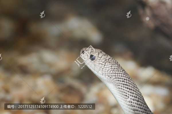 動物