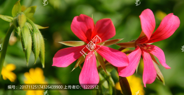 花園