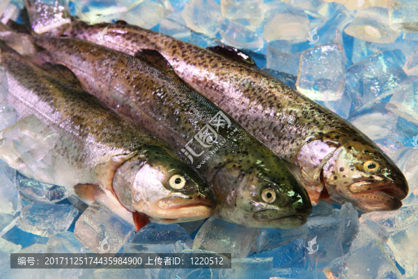 魚(yú)