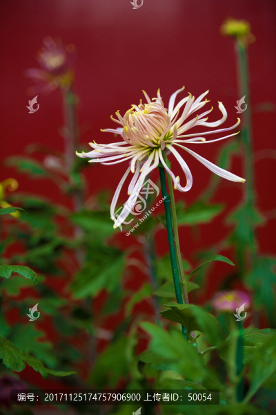 菊花,秋菊,菊花展,菊花特寫
