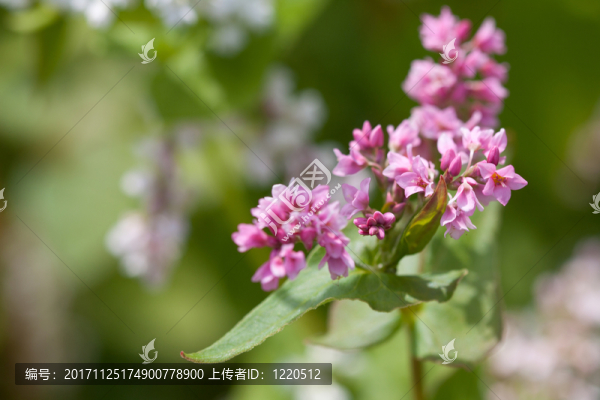 蕎