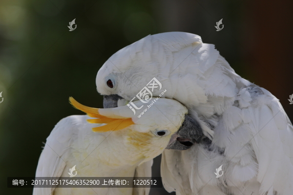 傘鸚鵡和硫磺鳳頭鸚鵡