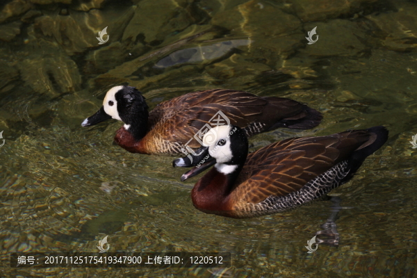 鵝