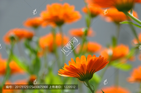 萬壽菊