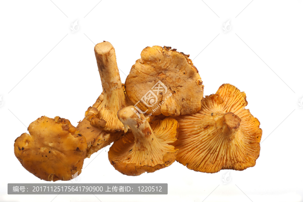 雞油菌