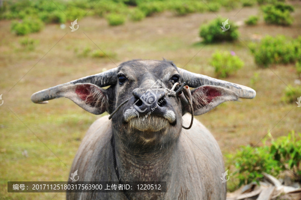 緊密的