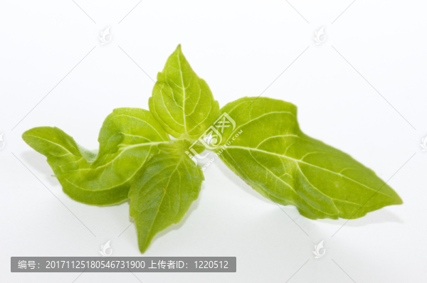 食物