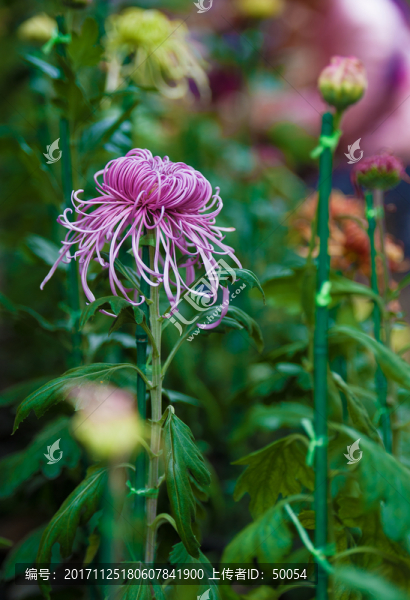 菊花,秋菊,菊花展,菊花特寫