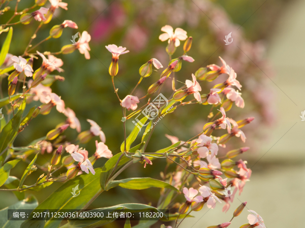 花草