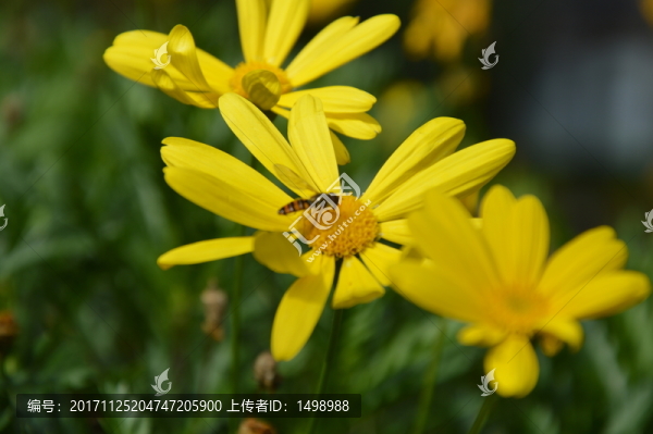 蜜蜂與花朵