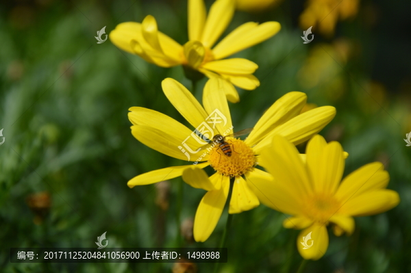 蜜蜂與花朵