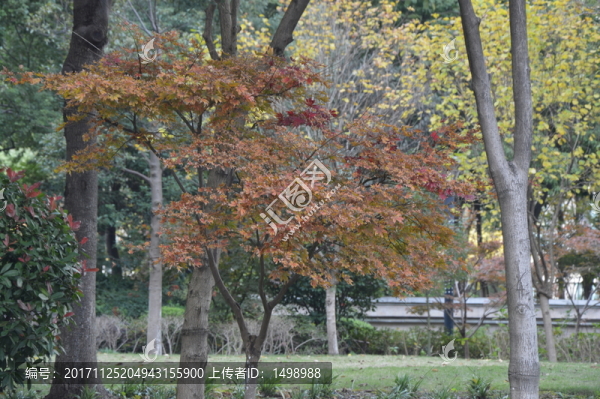 紅楓樹(shù)