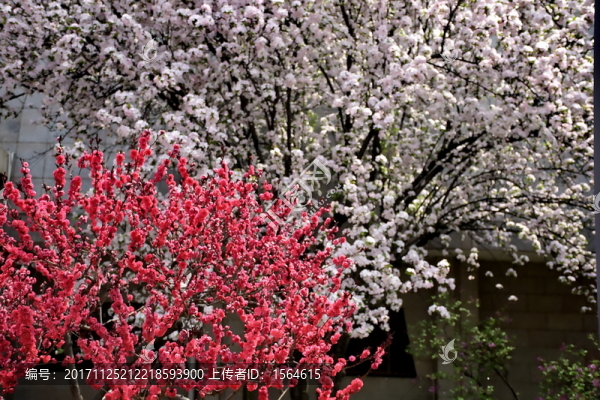 櫻花