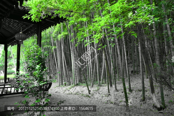竹林風(fēng)光