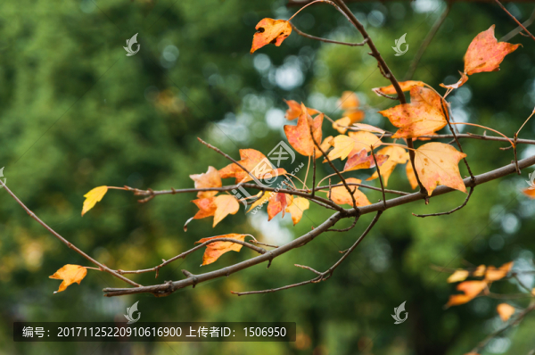 秋葉