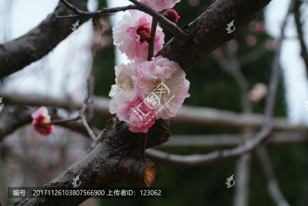 樹杈花