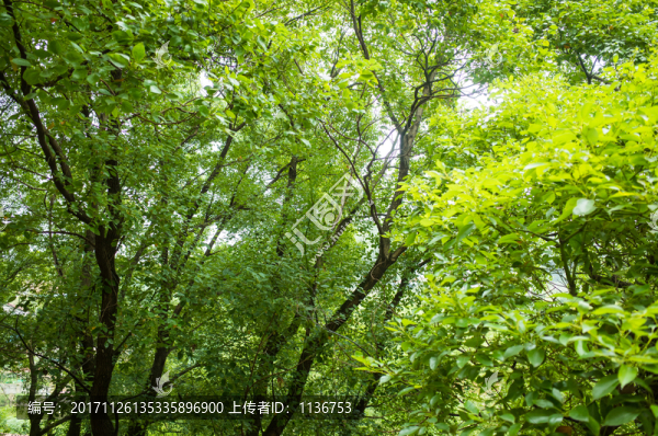 樟樹