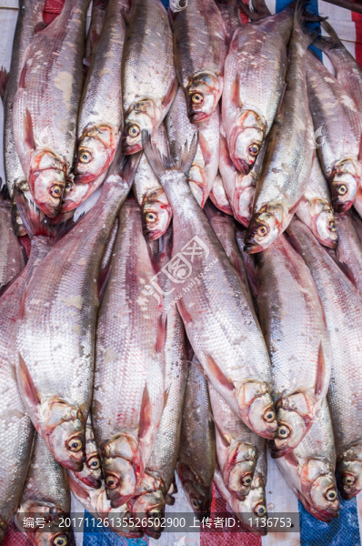刁子魚(yú)
