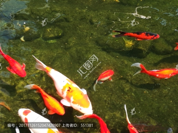 紅鯉魚
