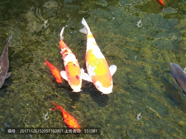 紅魚(yú)