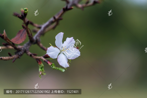 櫻花