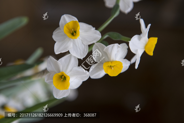 水仙花