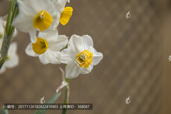 水仙花