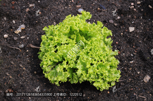 生菜在花園里