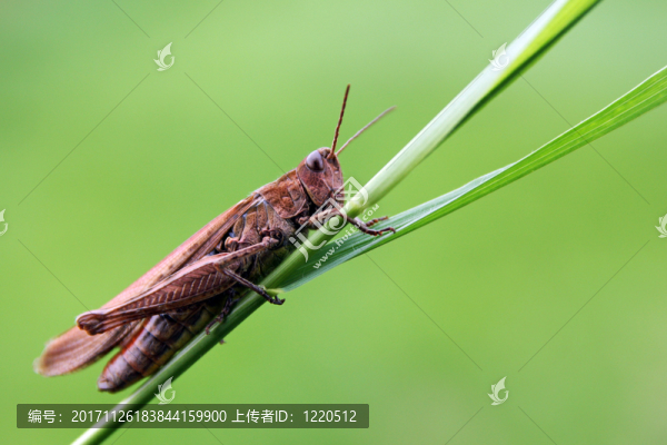 蚱蜢