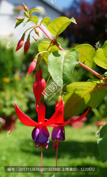 陽臺鮮花