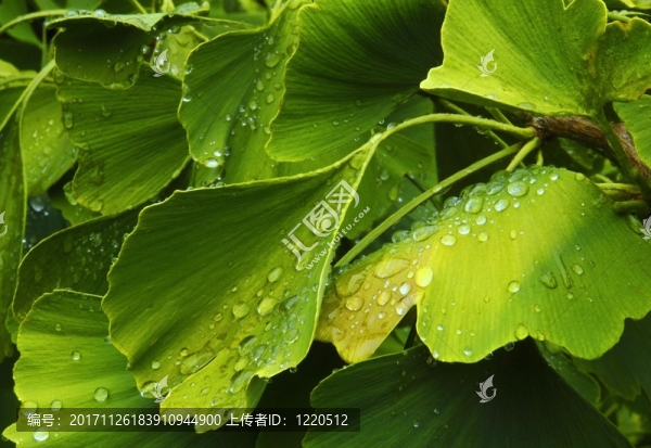 雨點(diǎn)