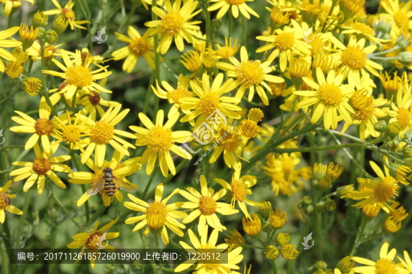 黃色金雞菊