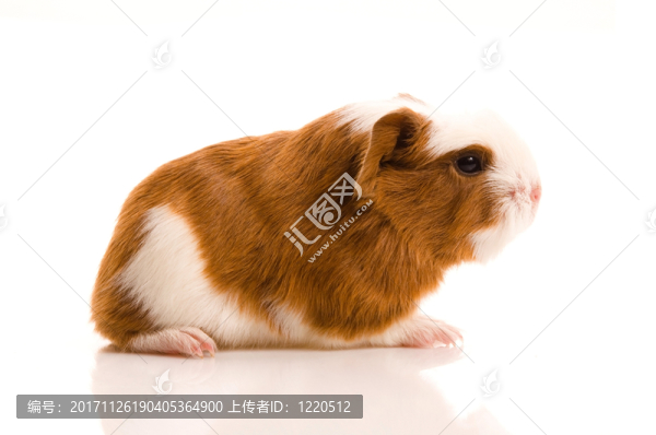 隔離的