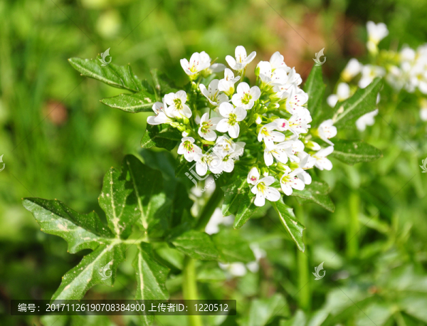 豆瓣菜（金蓮花）