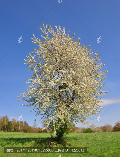 kirschbaum