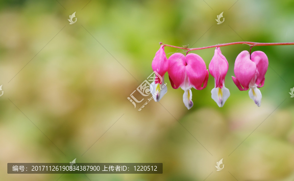 美麗的