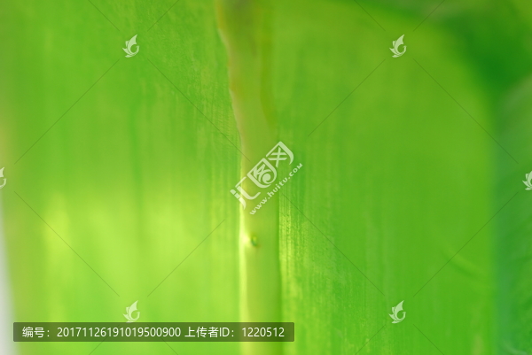 蘆薈凝膠系列化妝品
