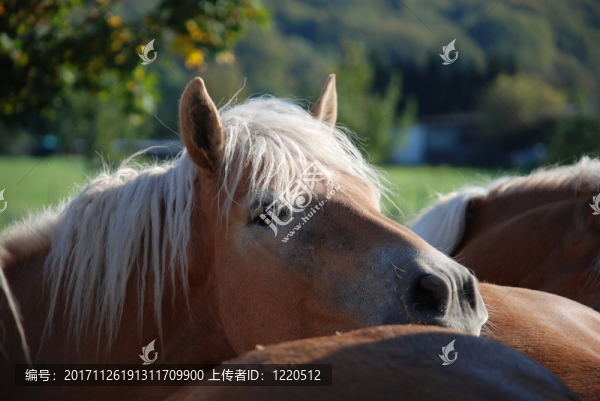 哈福林格馬