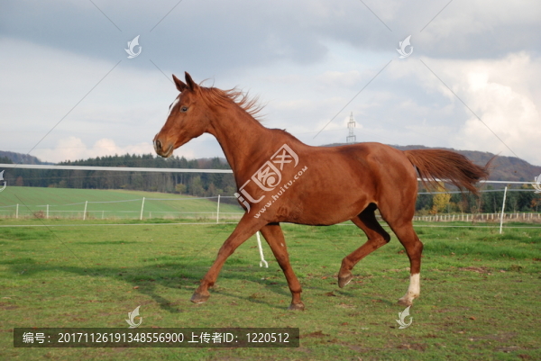 馬
