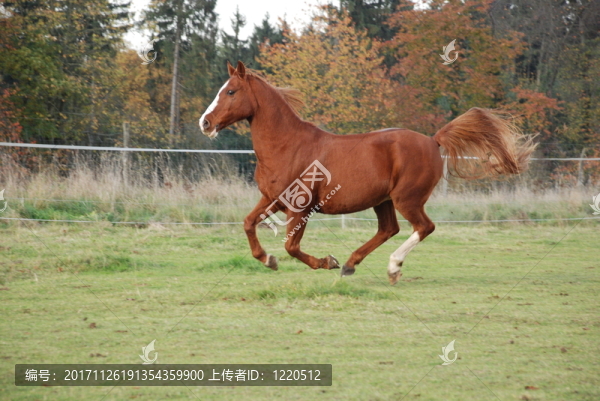 運動